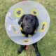 Dog in cone