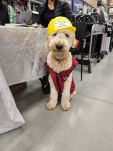 White standard poodle in a Lowe's costume for halloween