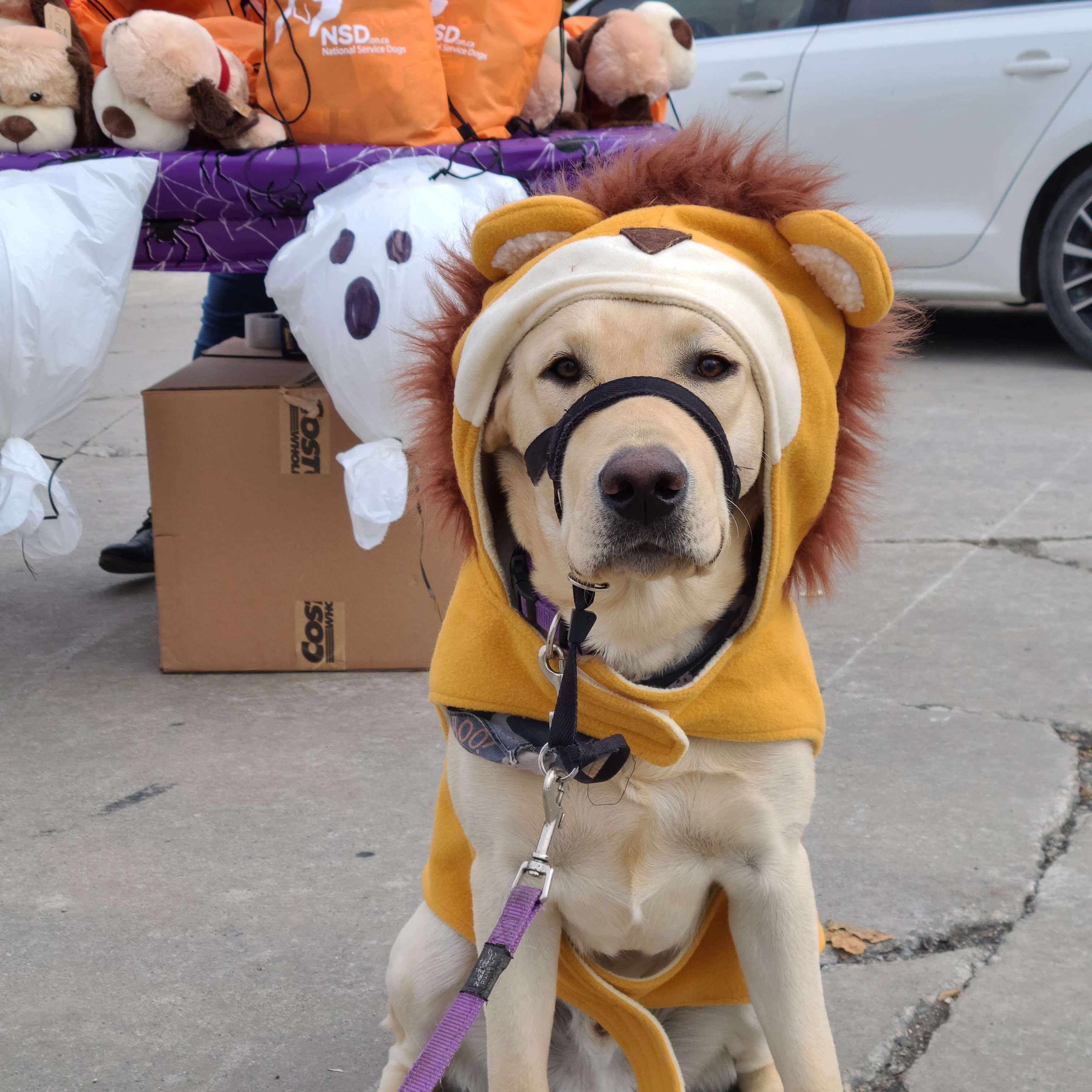 Yellow lab dressed in a lion costume for halloween.