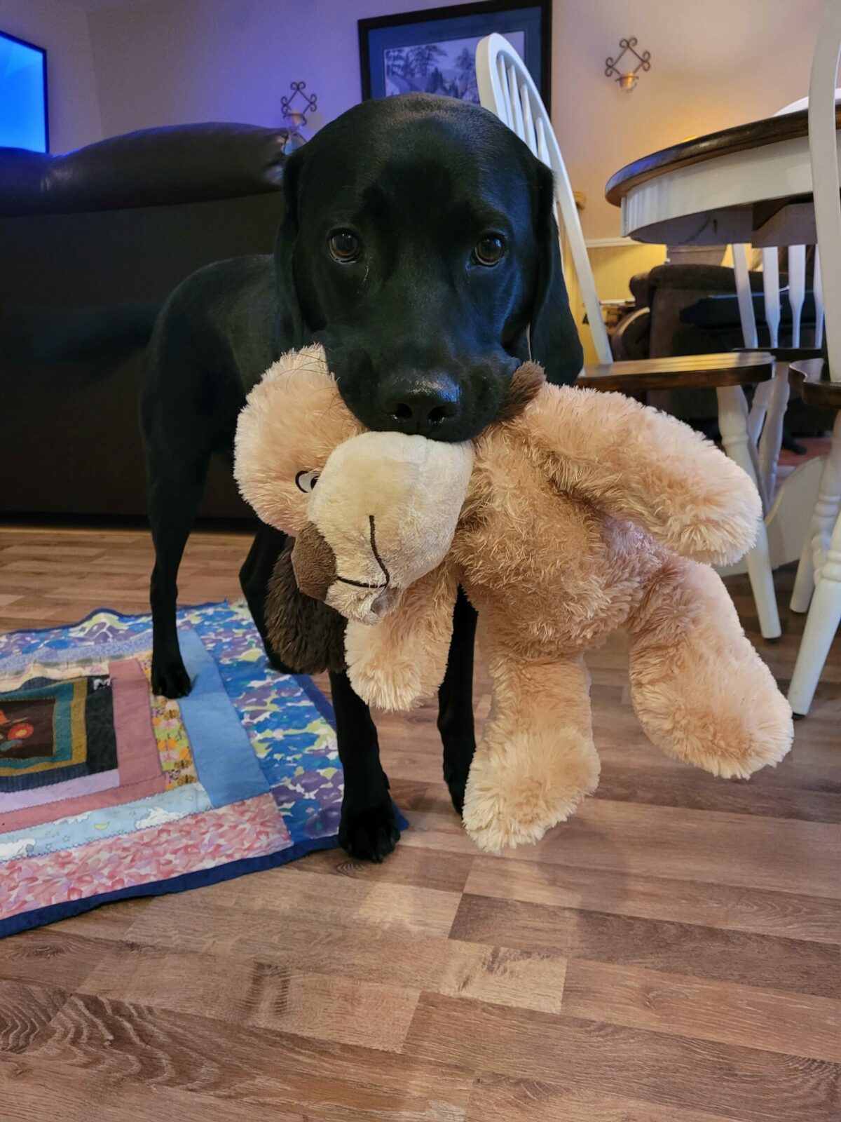 Scotty holding teddy bear