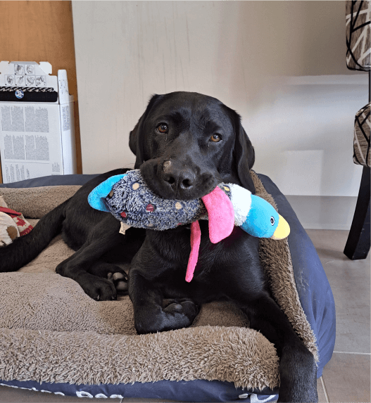 Sammy holding duck toy